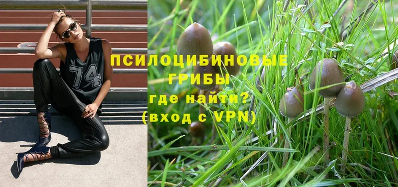 Галлюциногенные грибы Psilocybine cubensis Усть-Лабинск